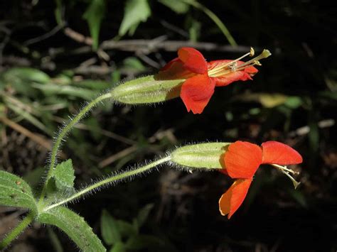 18 Beautiful Red Flowers That Attract Hummingbirds - A-Z Animals