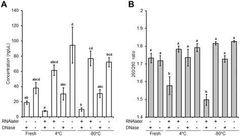 Effect of storage conditions and DNase treatment on isolated RNA... | Download Scientific Diagram