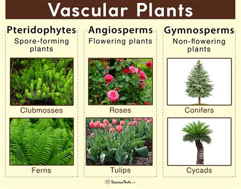 Seeded Vascular Plants Diagram