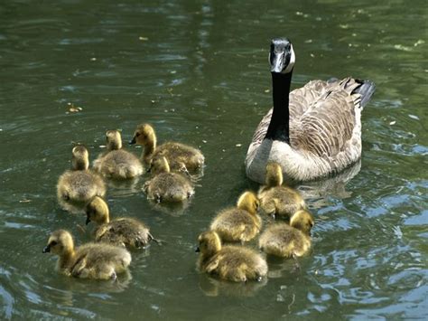 Canada Goose: Habitat, Life, Reproduction | SchoolWorkHelper