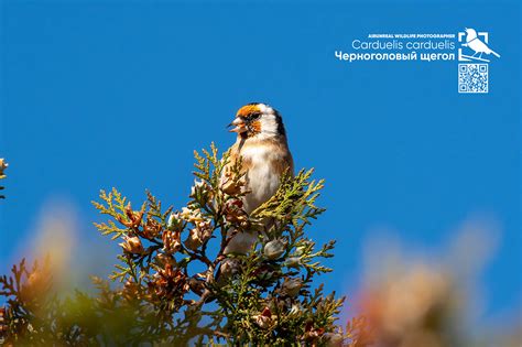 Carduelis carduelis on Behance