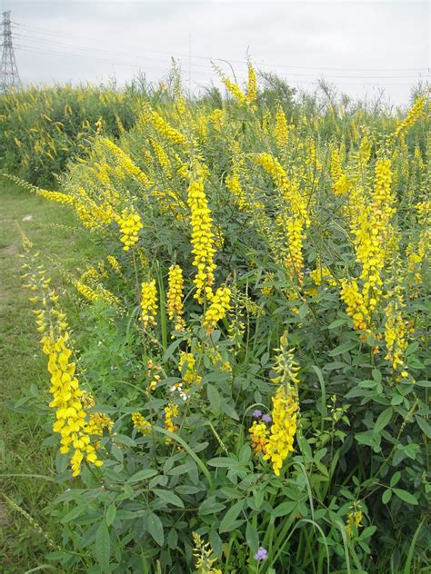 Crotalaria Pallida 50/500 Seeds, Smooth Rattlebox, Rattlepod Perennial | The Plant Attraction