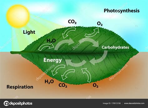 Respiration And Excretion In Plants