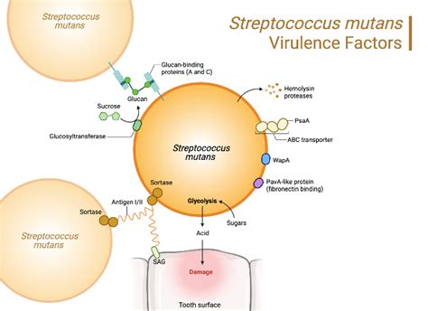 Streptococcus Virulence Factors | BioRender Science Templates