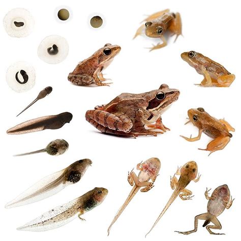 Frogs and Toads