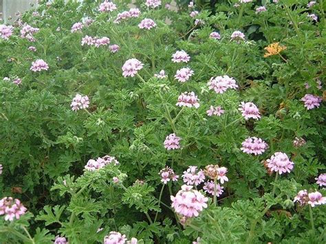 PlantFiles Pictures: Pelargonium Species, Scented Geranium (Pelargonium graveolens) by RWhiz