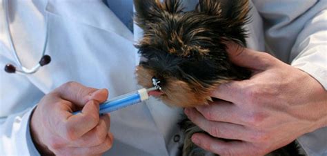 Decoding Worming Treatments to De-worm your Dogs | VetSupply.com.au