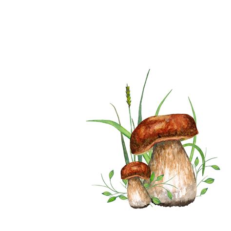 Premium Photo | Boletus mushrooms. watercolor illustration.