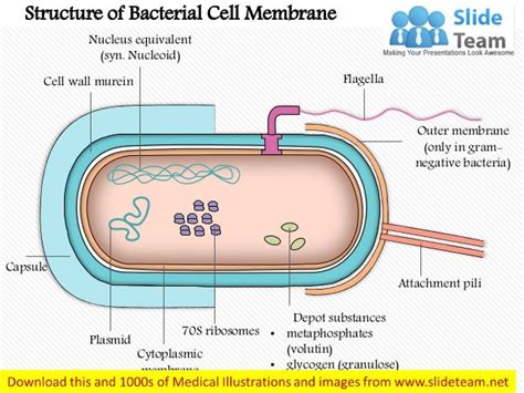 Structure of the bacterial cell membrane medical images for power poi…