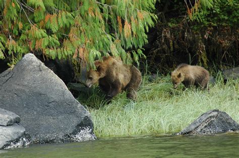 June Grizzly and Cub | Grizzly Bear Tours & Whale Watching, Knight Inlet