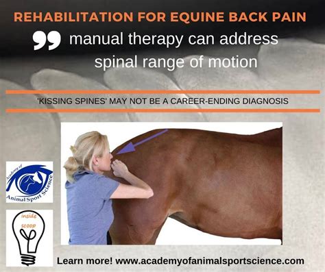 Equine back pain due to 'kissing spines'/overriding spinous processes ...