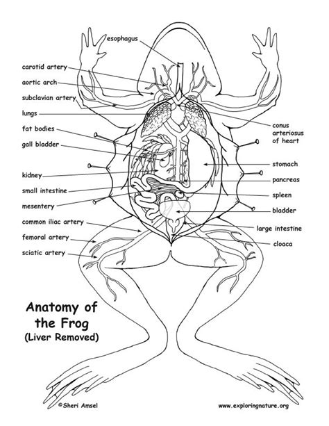 Diagram of Frog's External Anatomy