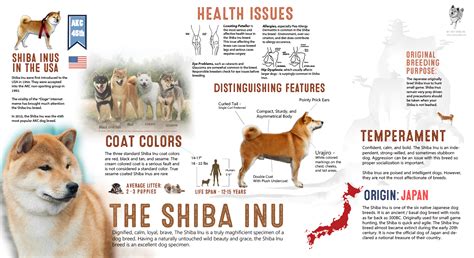 shiba_inu_complete_infographic_final_1900-copy | My First Shiba Inu