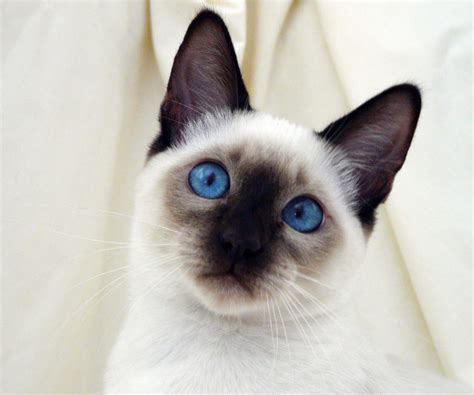 S9.Birman Cats: The Graceful Elegance of the 'Sacred Cat of Burma' Breed, with Long Hair ...