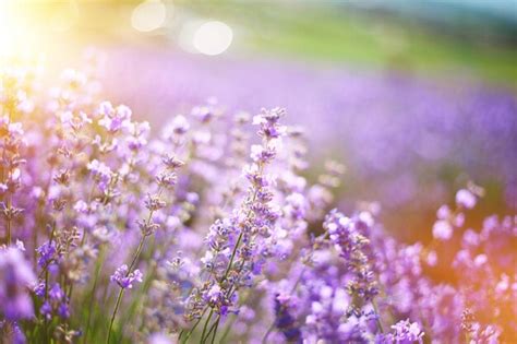 Premium Photo | Provence lavender field at sunset