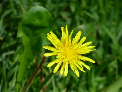 Taraxacum officinale ? – eFlora of India