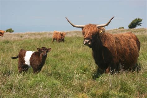 HigherBodley Farm Diary: lovely belted galloway / highland calf