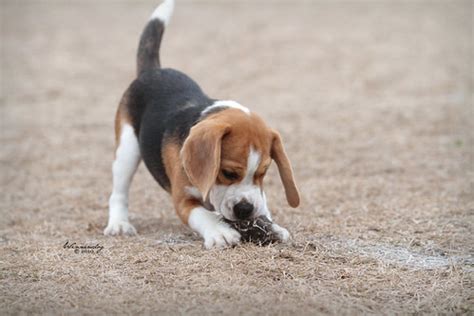 Beagle Pup | Playing with his toy rat. | Kelly Hayes | Flickr