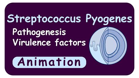 streptococcus pyogenes | Virulence factors | M protein | Streptolysin | Streptokinase | Toxins ...