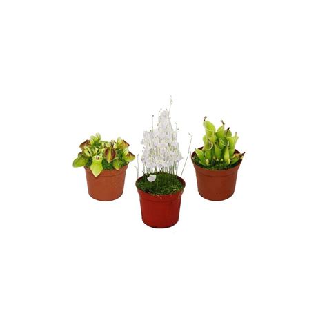 Set of rare carnivorous plants - 3 plants