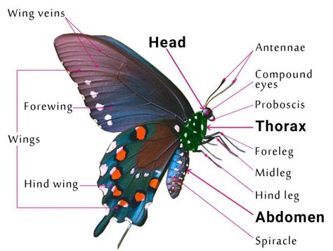 12 Body Parts of a Butterfly— Identification Guide - AMERICAN GARDENER