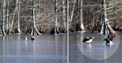 The Epoch Times: Video: Photographer captures bald eagle playing with a ...