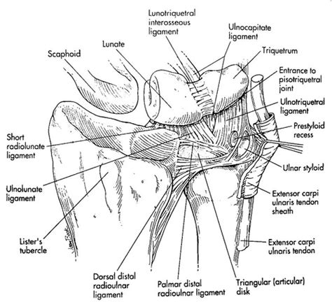 Distal Radial Ulnar Joint (DRUJ) Injuries - Trauma - Orthobullets