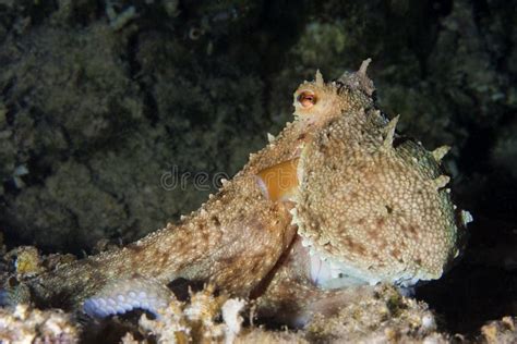 Octopus Underwater Stock Photos - Download 4,756 Royalty Free Photos