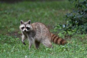 Discover The Top 50 Types of Raccoon Breeds Worldwide - NatureJoJo.Com