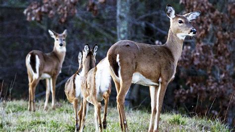 NC Wildlife Commission could make big changes to hunting rules