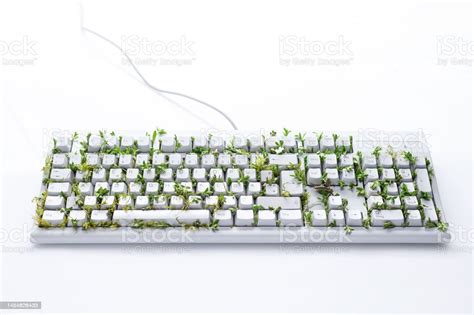 Grass Growing In Computer Keyboard On White Background Stock Photo ...