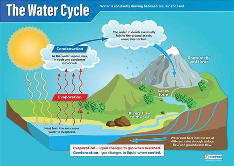 Amazon.com : Daydream Education The Water Cycle Science Poster - Gloss Paper - LARGE FORMAT 33 ...