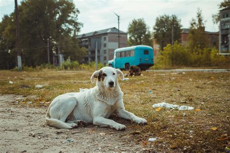 Meet and assist the dogs of Chernobyl with Airbnb - Lonely Planet