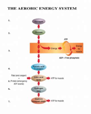 Fatigue, Part 4 – The Aerobic Energy System - Complete Track and Field