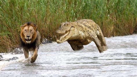 Crocodile Attack Lion