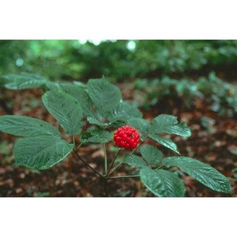 25 American Ginseng Seeds for Planting - Walmart.com