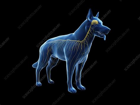 Dog nervous system, illustration - Stock Image - F028/0024 - Science Photo Library