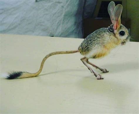 A baby Jerboa : aww in 2020 | Animals beautiful, Rare animals, Small pets