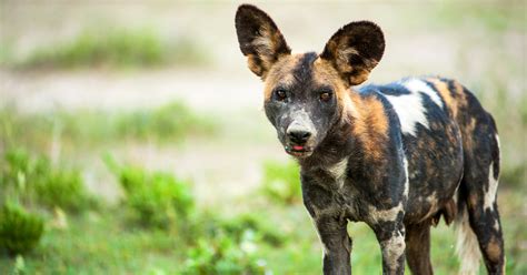 Domestic African Hunting Dog