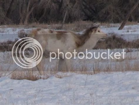 "Piebald" Elk 6 miles north of my house NEW PICs - PredatorMasters Forums