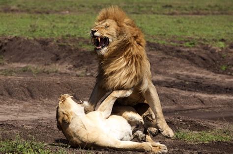 Mating lions - A Step Ahead