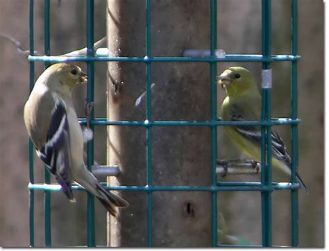 Backyard Bird Cam - female Lesser Goldfinch