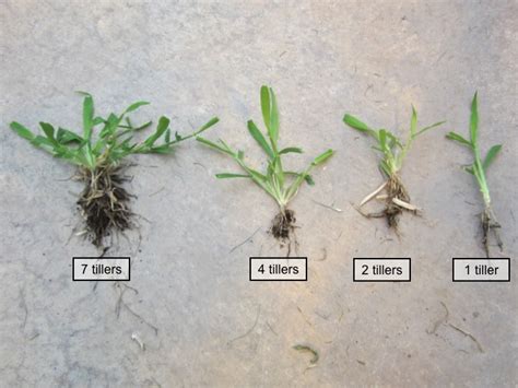 Postemergent Crabgrass Control | K-State Turfgrass