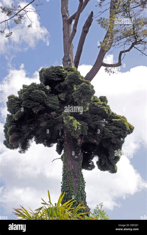 Broom Tree Stock Photos & Broom Tree Stock Images - Alamy