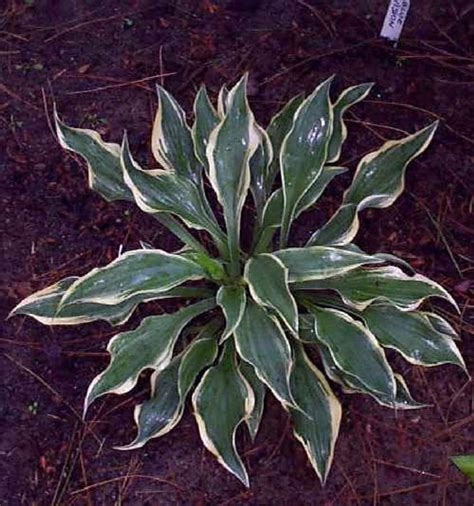 HOSTA PLANTS "D AND E"