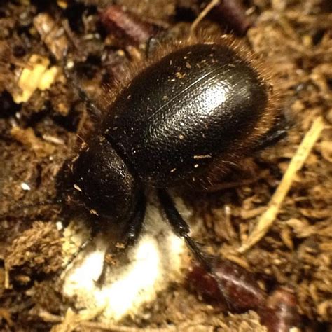 Wooly Darkling Beetle (Eleodes osculans) - Beetles - Bug Pets USA | Garden Grove Pet Bug Shop