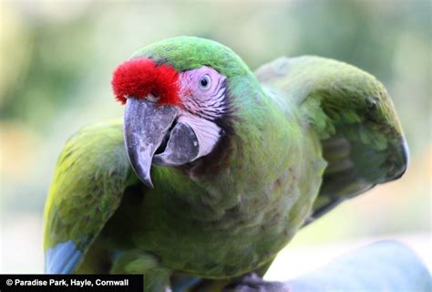 A Military Macaw, which takes part in the Free Flying Show every ...