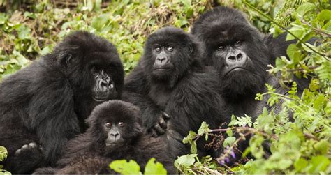 Four National Parks of Rwanda | Information & Visitor Tips