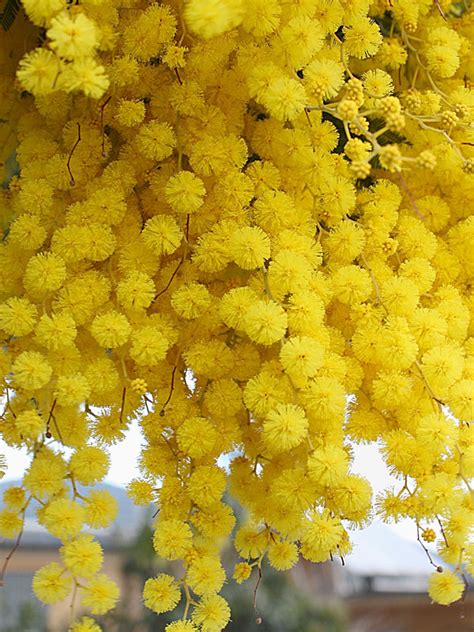 Golden Mimosa Tree (acacia baileyana) – Urban Perennials