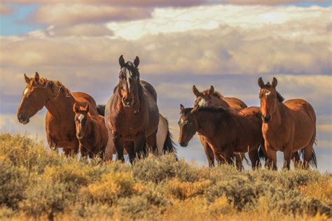 Feds Intent on Removing Wyoming’s Wild Horses | HORSE NATION